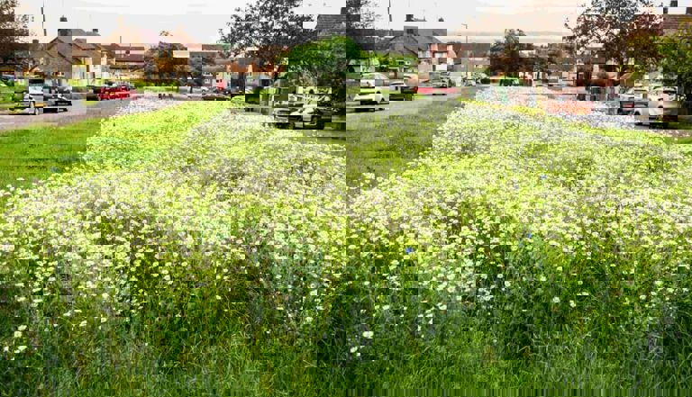 wildflowers blooming across the estate wildflowers blooming across the estate