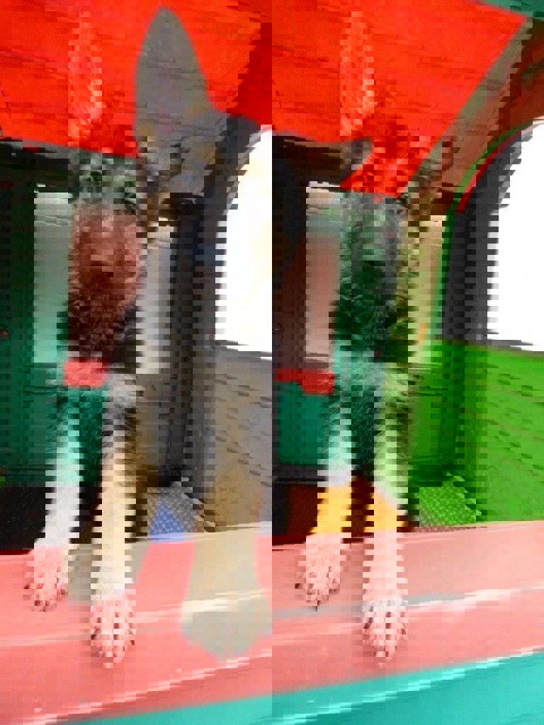 Alsatian puppy in a wooden hut Alsatian puppy in a wooden hut