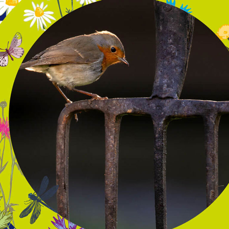 robin sitting on a garden fork robin sitting on a garden fork