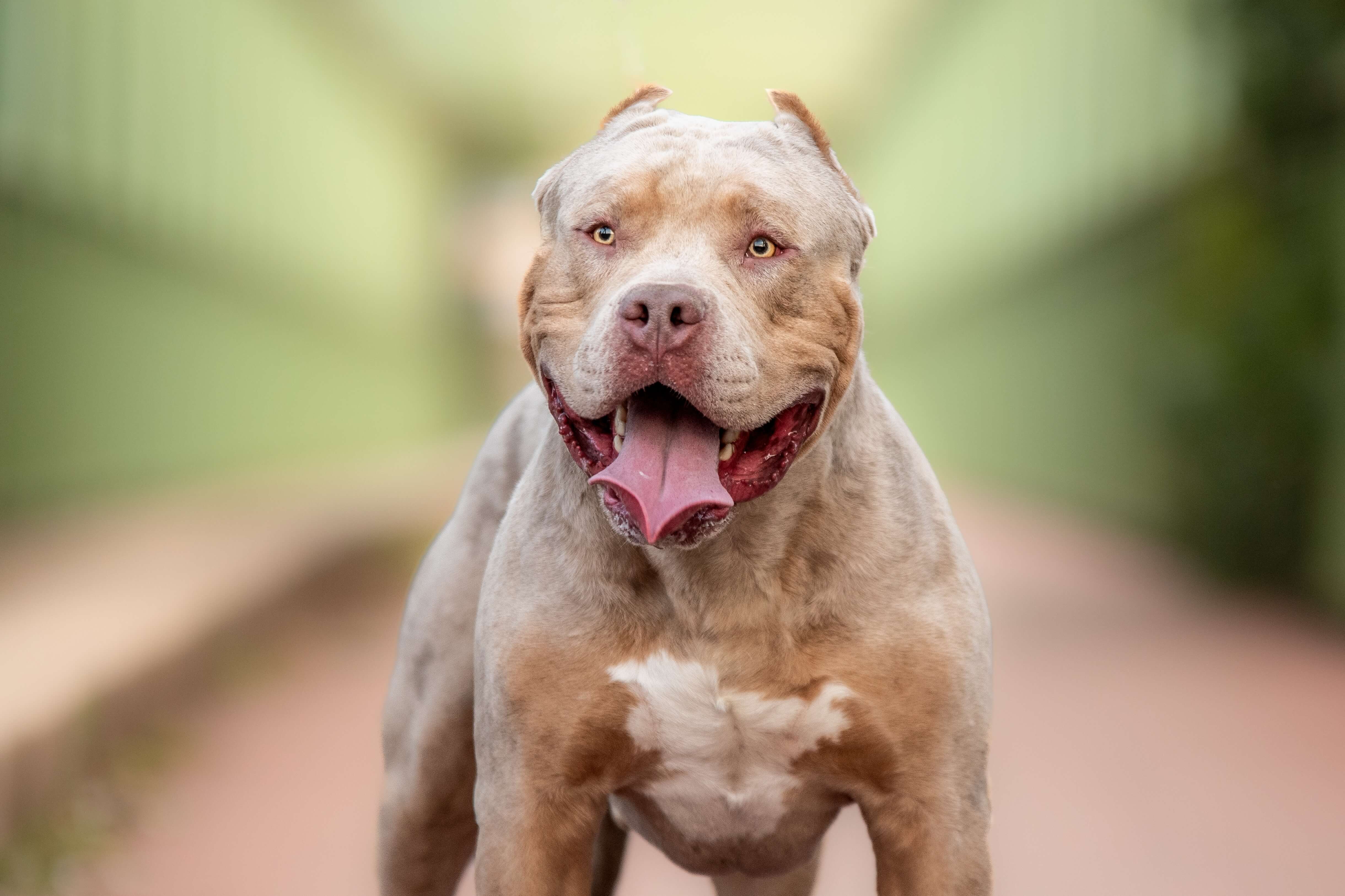 brow Xl bully dog