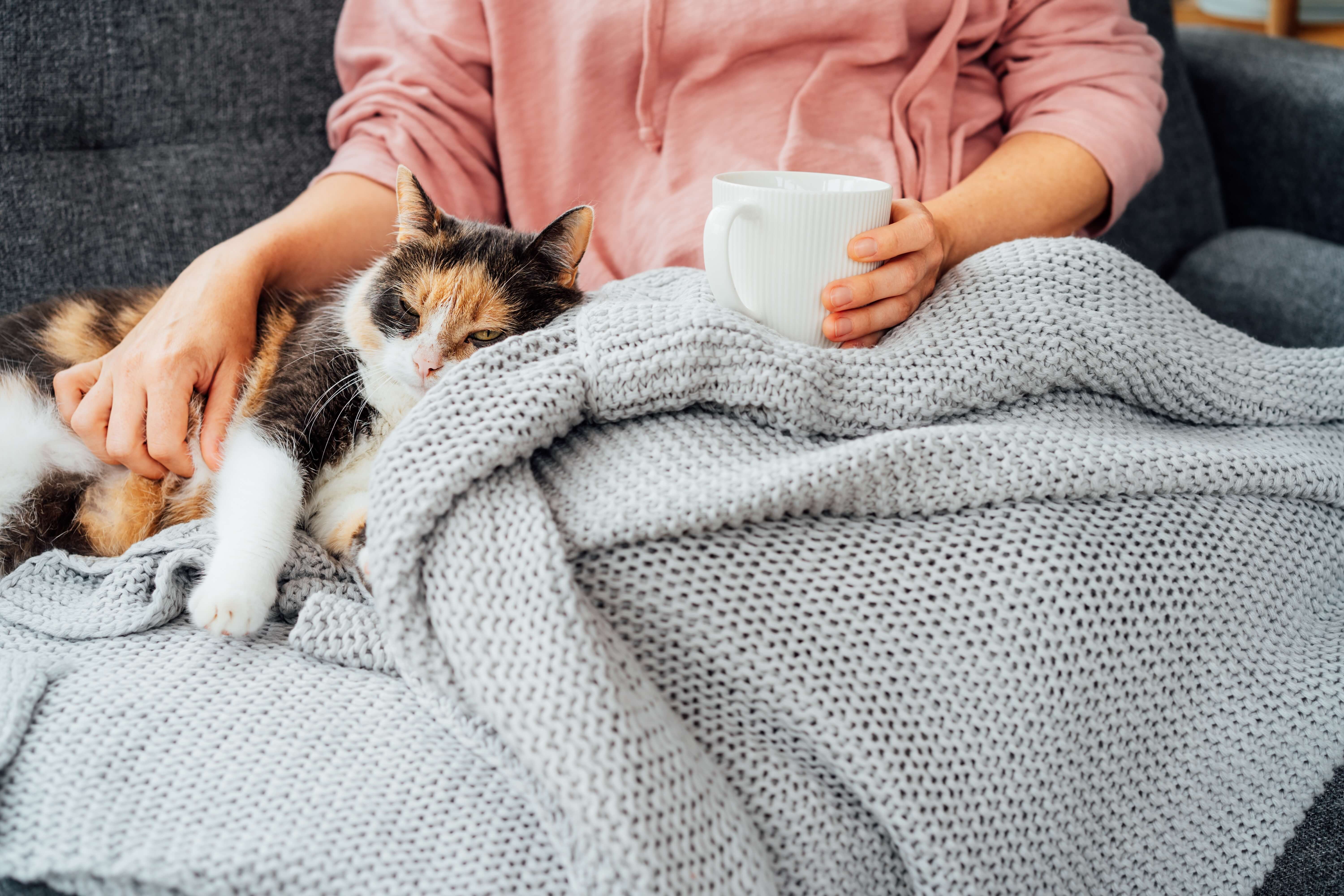 winter-wellbeing-cat