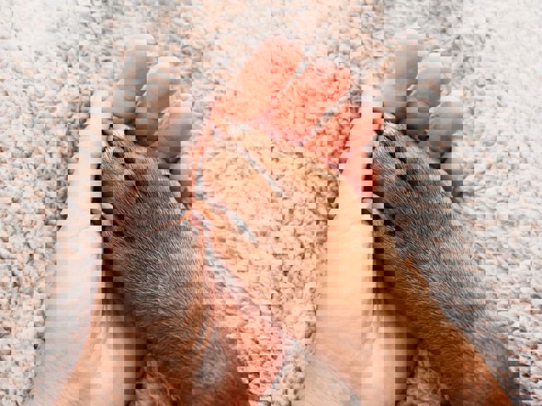 human hand holding a dog paw human hand holding a dog paw