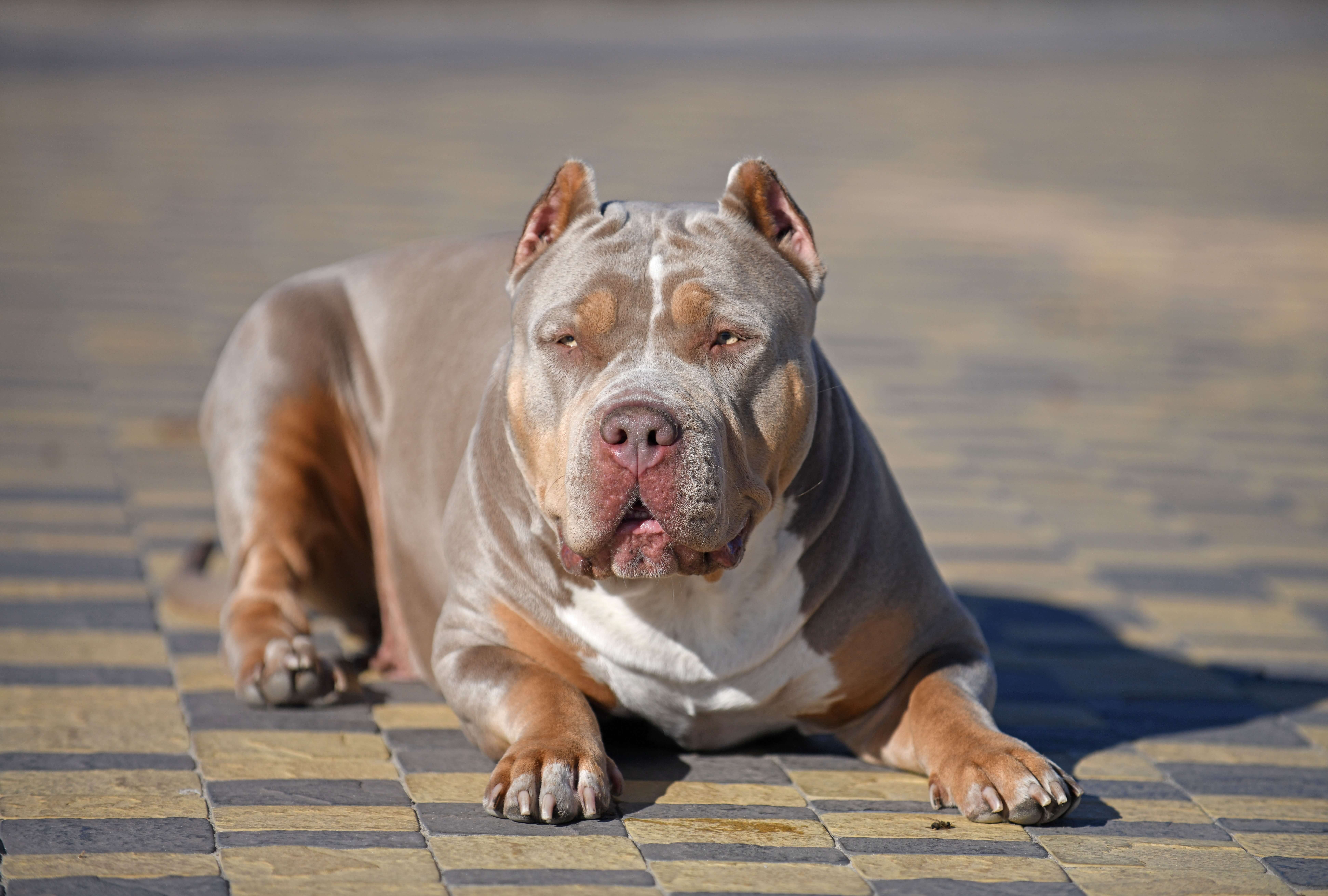 XL bully sitting on outdoors