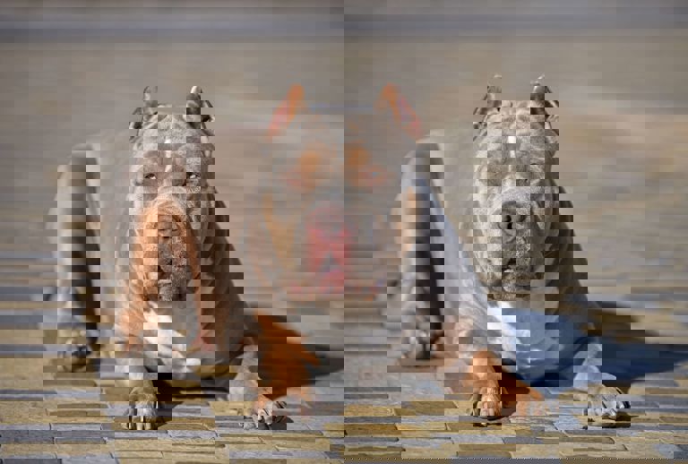 XL bully sitting on outdoors XL bully sitting on outdoors