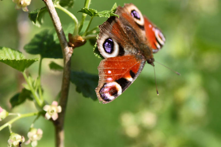 red and black butterfly on a leaf red and black butterfly on a leaf