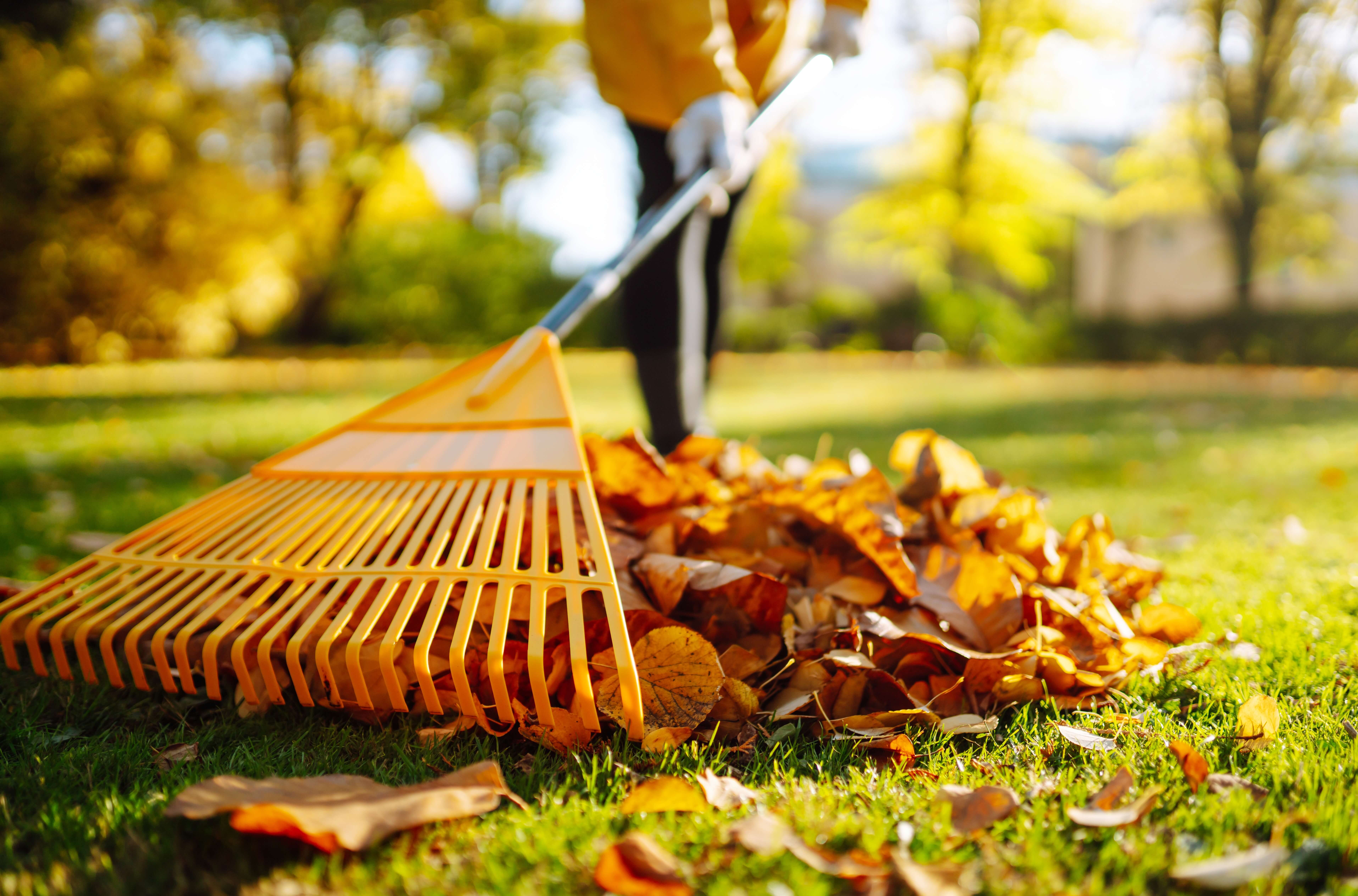 Person raking autumn leaves