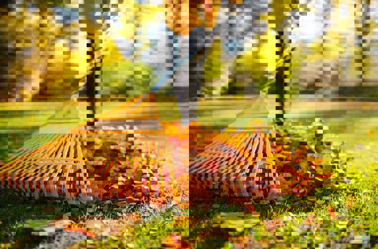 Person raking autumn leaves Person raking autumn leaves