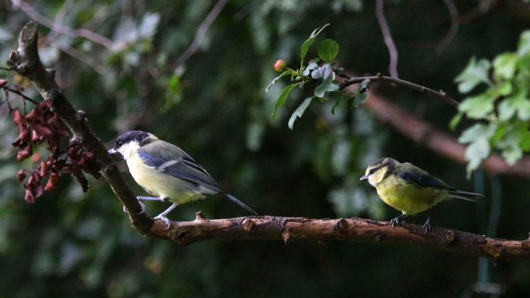 two bird sitting in a tree two bird sitting in a tree